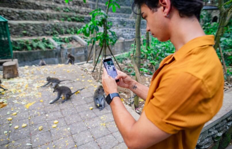 Marmoset Breeders: Buy Cheap Finger Marmoset Monkeys Worldwide