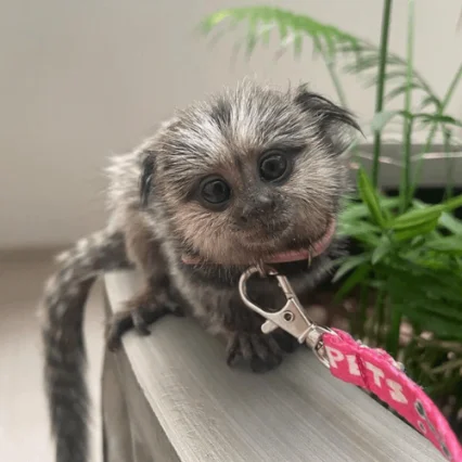 Lily – Sweet Female Pygmy Marmoset