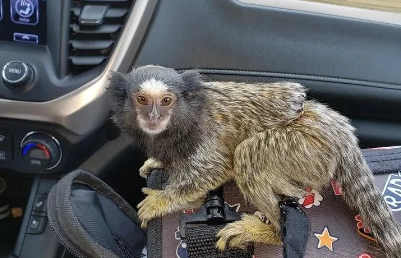 marmoset monkey travel